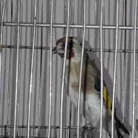 سیره کهنه مست مست|پرنده|بروجرد, |دیوار