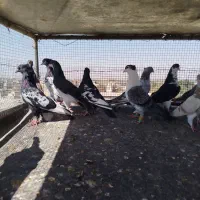 کبوتر کفتر بومب رنگه|پرنده|مشهد, منزل آباد|دیوار