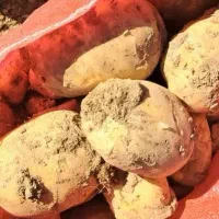 سیب زمینی پاک شده