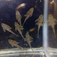 ماهی اسکار و لجن خوار