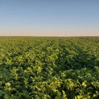 کارگر برای آبیاری سیب زمینی