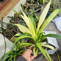 هدیه روز مادر|گل و گیاه طبیعی|اصفهان, شاه پسند|دیوار