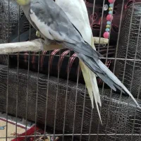 طوطی.سهره.عروس هلندی.طوطی برزیلی.کبوتر