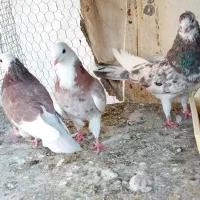 کبوتر ها دوکت سرور و سرور هما وشازده