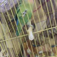 کوتوله|پرنده|قم, شهر قائم|دیوار