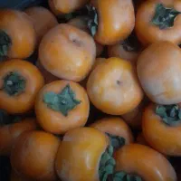 خرمالوتازه|خوردنی و آشامیدنی|آزادشهر, |دیوار