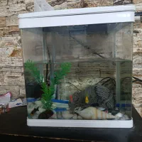 اکواریوم با ماهی و پمپ هوا و فیلتر