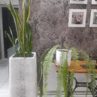 سانسوریاجوان باگلدان بزرگ گل سرخس وگلدان همش ۲/۵۰۰