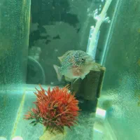 دو عدد کانفا بلو و رد|ماهی|ری, دولتآباد|دیوار