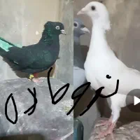 ۷کفتر پروازی درست کله دنگ|پرنده|قائن, |دیوار