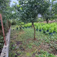 زمین مسکونی در کبوترآبکش