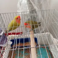 دوعدد طوطی برزیلی موولد|پرنده|ایوان, |دیوار