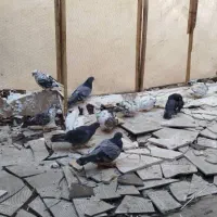 کبوتر معاوضه با گوشی|پرنده|آمل, |دیوار