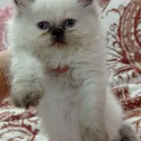 بچه گربه4ماهه نژادپرشین وبریتیش