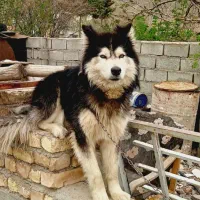 سگ هاسکی|سگ|نیشابور, مازول|دیوار