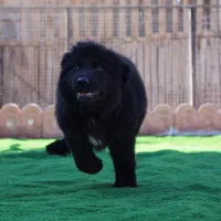 پانسیون روزانه و بلند مدت سگ