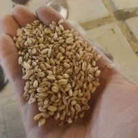 گندم
