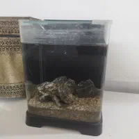 آکواریوم کوچک