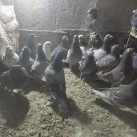 سی تا کبوتر پلاکی|پرنده|طرقبه, |دیوار