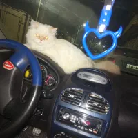 گربه پرشین نر جهت جفتگیری