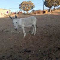 الاغ|حیوانات مزرعه|کوهدشت, |دیوار