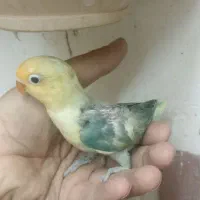 جوجه کوتوله برزیلی