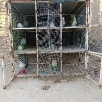 فروش یک عدد قفس جفت کن