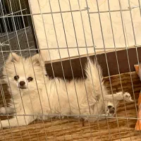 گم شده با معلولیت پا/تحت درمان|سگ|سیرجان, |دیوار