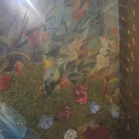 تابلو دستساز الگو ایرانی|صنایع دستی و سایر لوازم تزئینی|فولادشهر, B7|دیوار