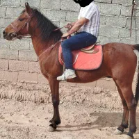 اسب نریون