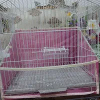 یک عددقفصه،مرغ عشق