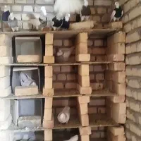 کبوتر طوقی|پرنده|ورزنه, |دیوار