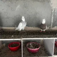 کبوتر طوقی|پرنده|تبریز, |دیوار