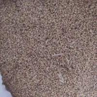 گندم آبی پیشگام