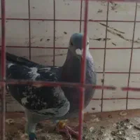 کفتر المانی گرفتنی