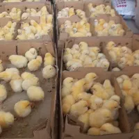 جوجه یکروزه گوشتی راس ۳۰۸ تضمینی