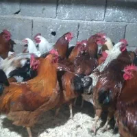 مرغ و خروس محلی|حیوانات مزرعه|دالخانی, |دیوار