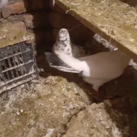 پرشی|پرنده|سلماس, |دیوار