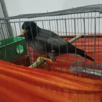 یک عدد مرغ مینا|پرنده|عنبرآباد, |دیوار