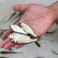 فروشگاه بچه ماهی پرورشی کپور و امور