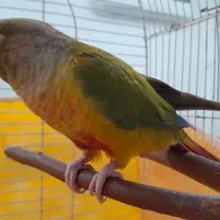 طوطی گرینچیک آناناسی