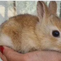 خرگوش کوچک قهوه ای