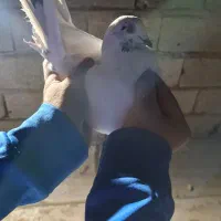 کفتر|پرنده|شهریار, شهریار|دیوار