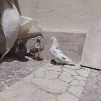کفتر پرشی