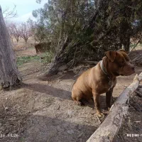 سگ پیتبول نگهبان