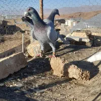 کبوترسبزعالی مسافتی