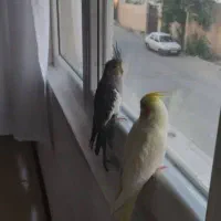 عروس هلندی|پرنده|باغستان, |دیوار