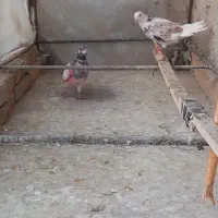 ۳ عدد کبوتر گرفتنی رو ۷طبقه بسیار زیبا|پرنده|تهران, دکتر هوشیار|دیوار