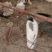 کبوتر کتل نرومادن|پرنده|اصفهان, شهشهان|دیوار