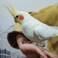 فروش فوری|پرنده|اردبیل, |دیوار